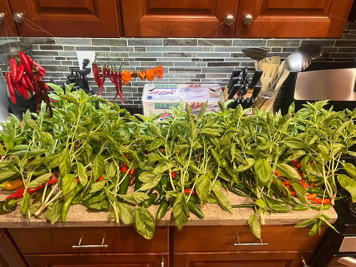 Enjoy my final harvest of the year