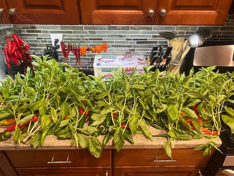 Enjoy my final harvest of the year