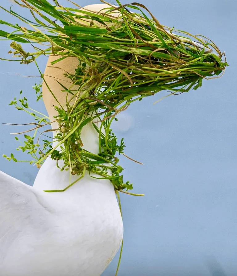 Nominees for comedy Wildlife Photo Of The Year