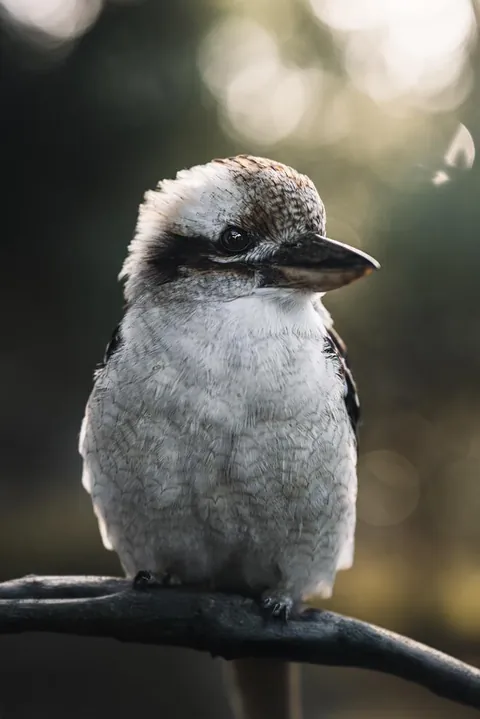 ITAP of a Kookaburra
