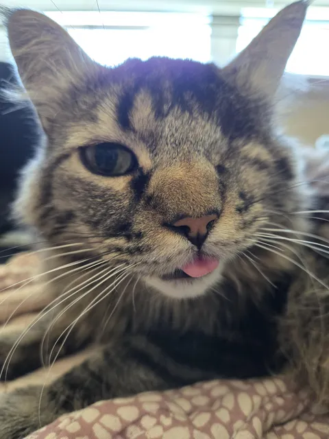 This is Argus. I named him after the hundred eyed all seeing dude from Greek myth. He has only one eye tho and is the dummiest most ungraceful cat I've seen. I love him and his derpy faces so much. I hope he brings you all happiness🌻