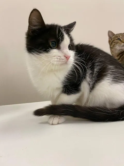 Be honest… if I checked your phone right now, how many photos of your cat would I find? 😄