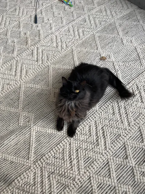 It’s Momo’s gotcha day!