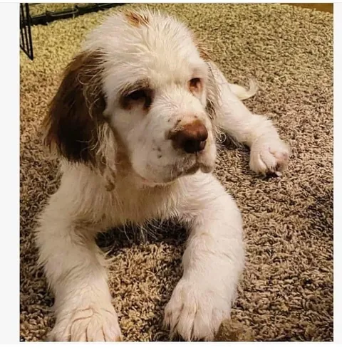 HAPPY BIRTHDAY HELGA! Today our sweet girl turns 6! 💕