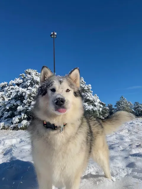 heckin S N O W ⛄️❄️