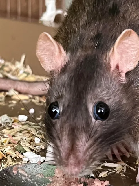 Since you all liked yesterday’s photo of Toast going 🌒🌘…