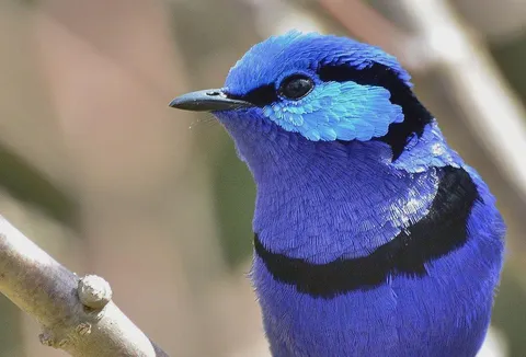 🔥 Fairy Wren (Photo : Laurie Boyle)