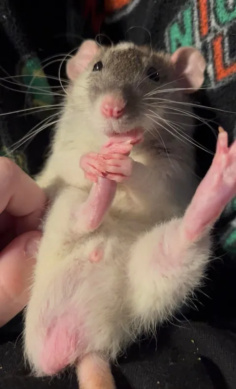 he’s disgustingly cute