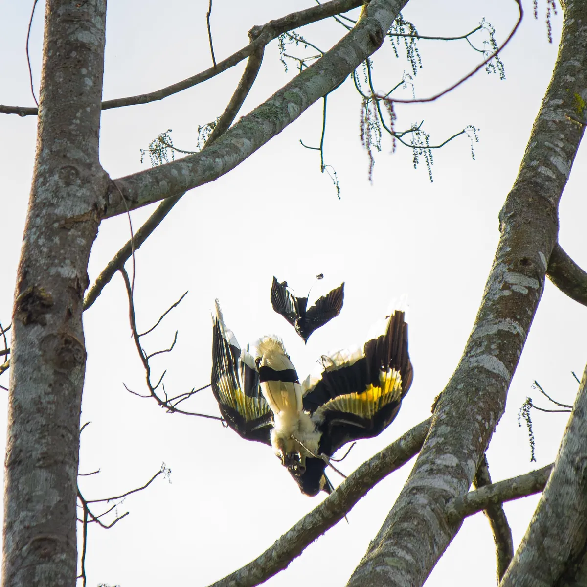 Some Thai wildlife shots from over the last year