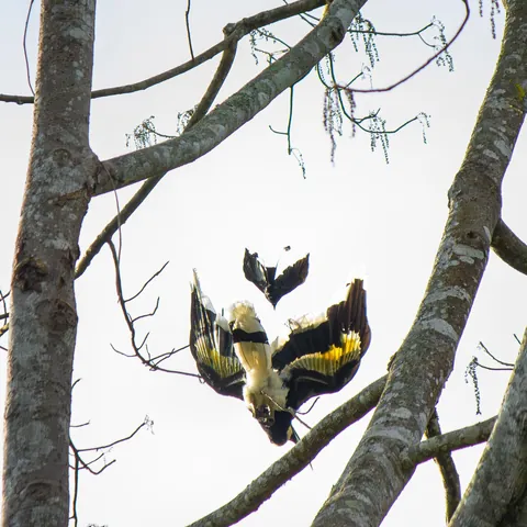 Some Thai wildlife shots from over the last year