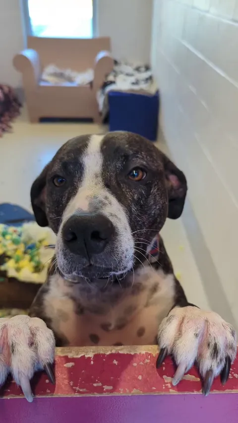 Apparently his dog bed just randomly exploded? He's clearly innocent 😆💙