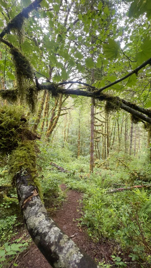 Silver Falls State Park, Oregon (1242 X 2208) [OC]