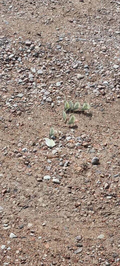 Saw a bunch of butterflies mourn their fallen comrade today