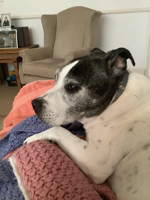 More of da old pupper. She likes to stare a lot lol.