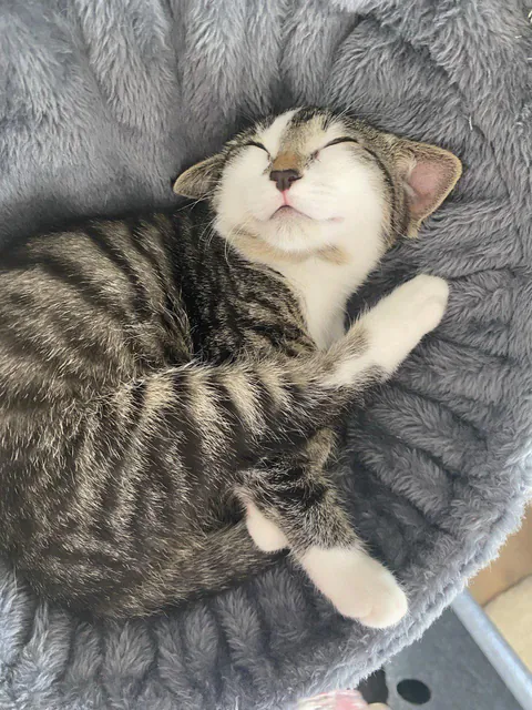 Master Yoda, is that you? (ос)