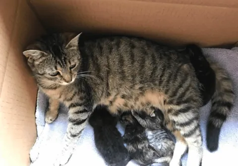 UPDATE ON THE DUMPSTER BABIES