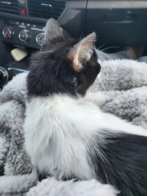 My senior kitty is going into surgery today.