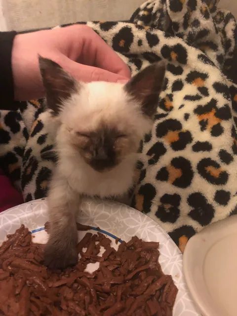 My boyfriend and I found this kitten last night out on the streets, clearly sick and starving. I spent 600$ taking her to the emergency today and my boyfriend is a bit unhappy with me about it. Please tell me I did the right thing.
