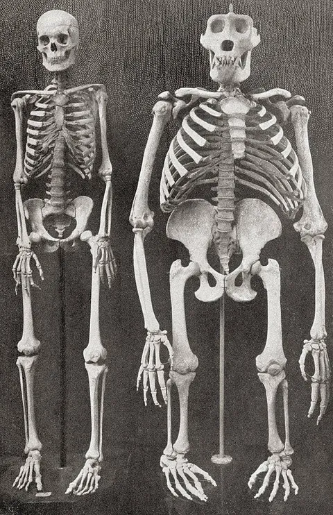 Human vs. Great Ape Skeleton