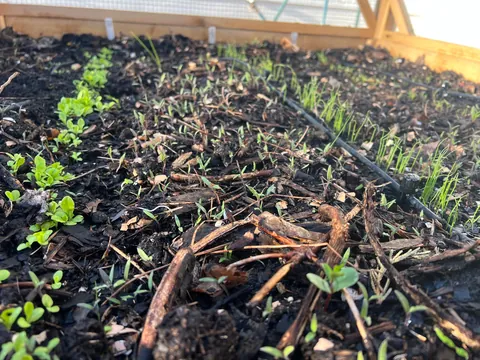 Today I learned not to compost tomatoes 🫠