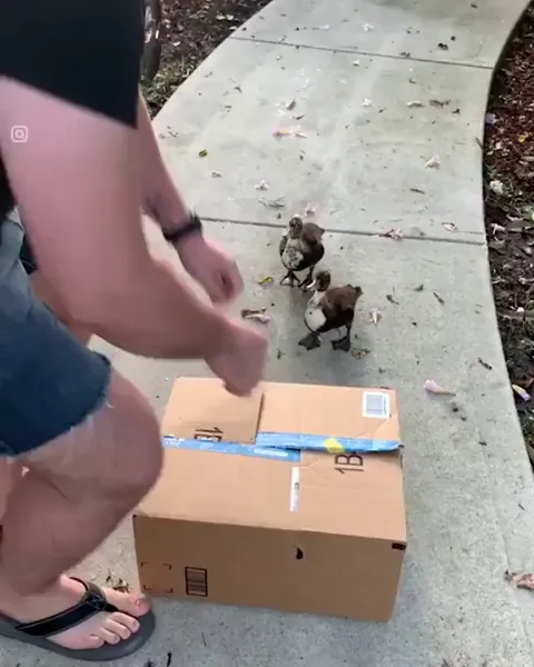 Ducklings Reunite After Duck Had Damaged foot