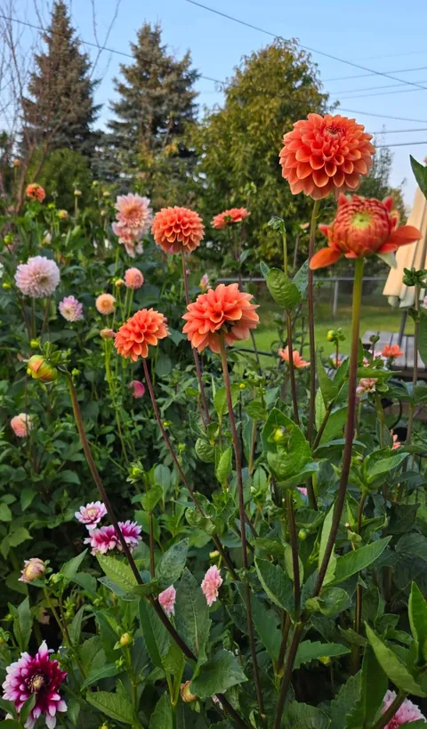 Transformed a small space behind my garage into my dream garden🌻2023 vs. 2024 