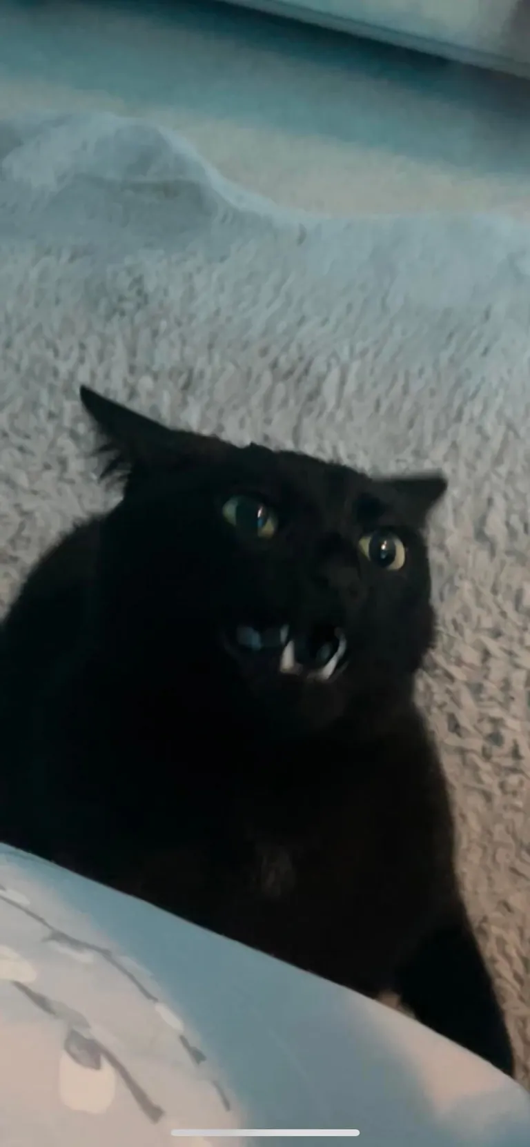 It’s Friday the 13th! Let’s see your black cats🖤 