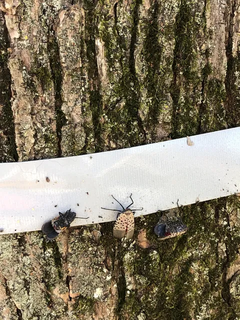 How to effortlessly catch tons of lantern bugs with duct tape