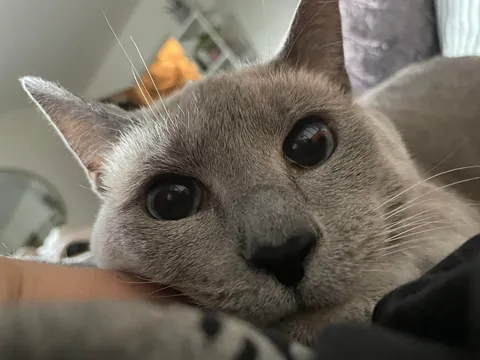 Pour one out for my girl, she's crossing the bridge tomorrow.