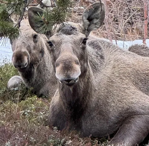 🔥 These 2 moose that were resting outside my summer cabin when i first went to visit it
