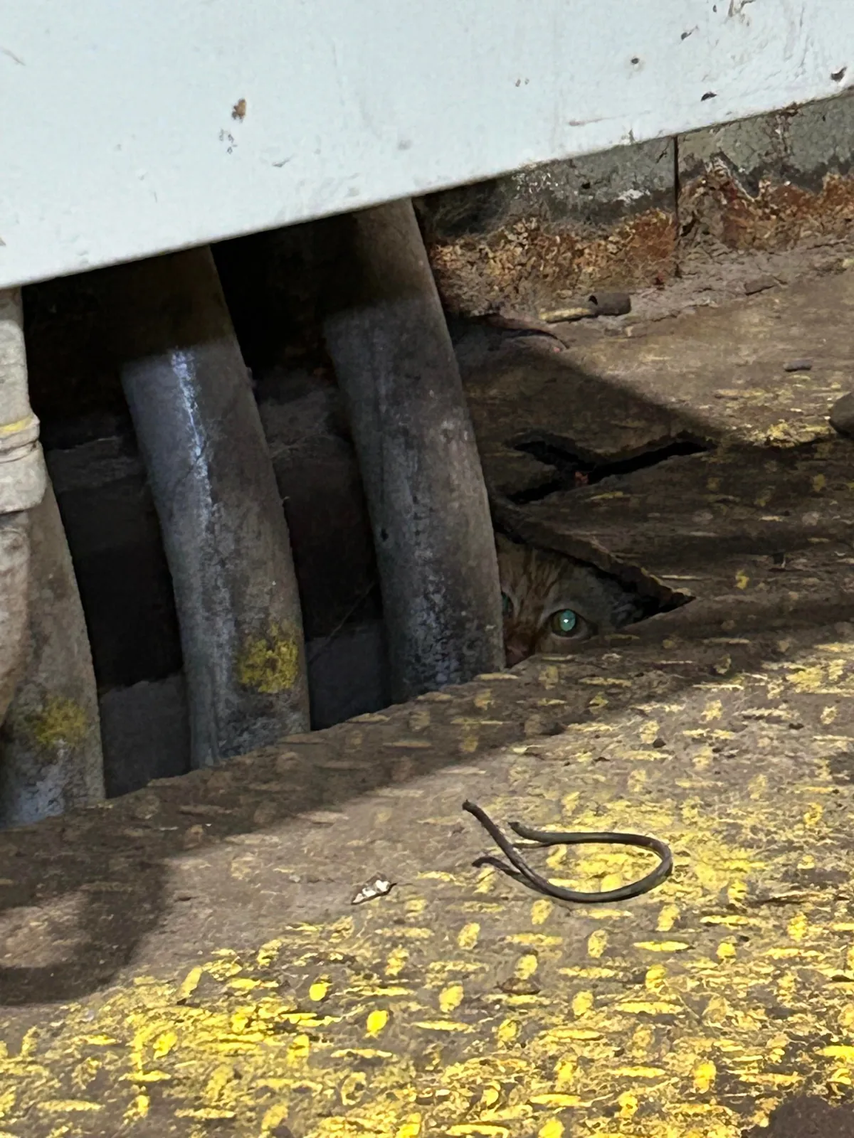 Saved a kitten from a steel mill (and a coworker)