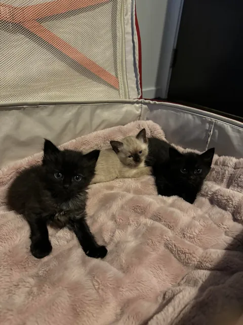 My husband spotted a box stuck under a truck driving through a parking lot in Burnaby, BC. He flagged the driver down and helped get the box unstuck. When he opened it, he found three tiny babies inside!