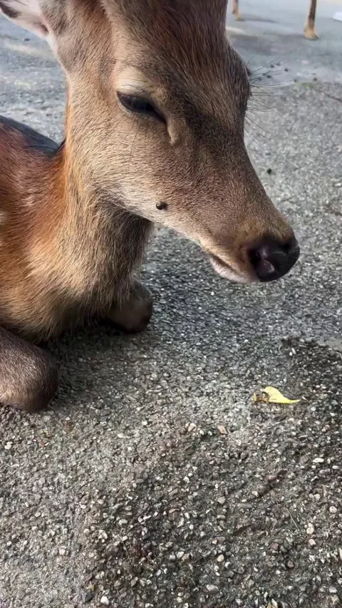 Helping the deer