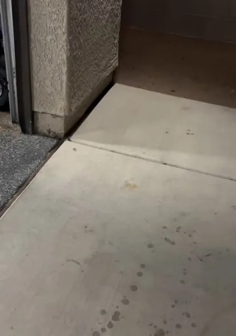 Daddy long legs spider stops and vibes to music!