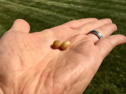 I see your miniature tomato and raise you two potatoes...