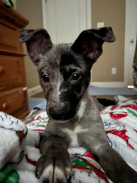 Willow the 2 faced dog. She’s an Australian Shepherd German Shepherd mix who’s almost 6 months old