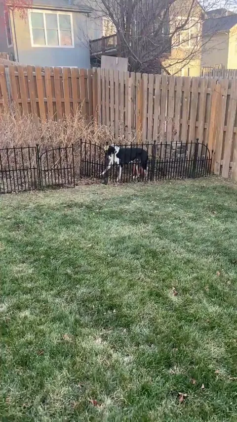 Two brain cells fighting for 3rd place. And both are losing.