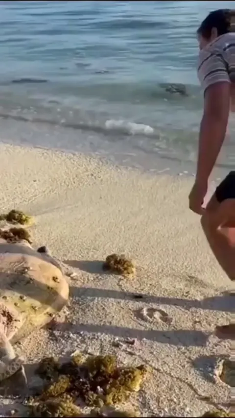 Bro helping a flipped sea turtle back into the ocean