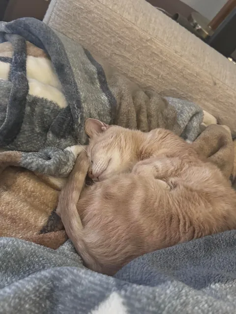 Does anyone else think about how weird it is to have a cat?