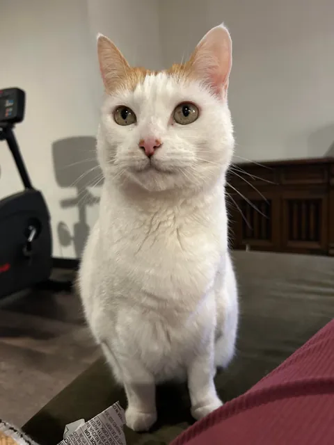 We just adopted Bart and Lisa, the bonded pair of senior kitties. They are 10.