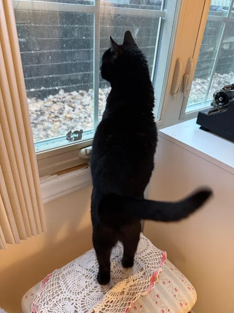 bird and squirrel watching time. her little hind legs kill me 🤍🥹