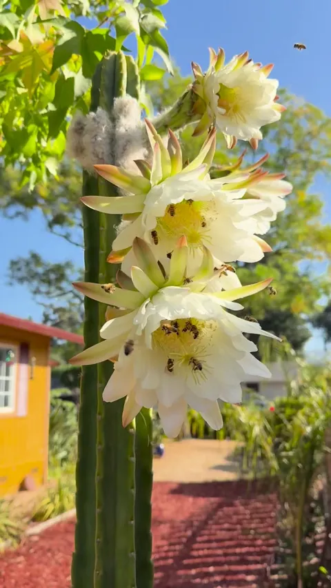 Flowering San Pedro