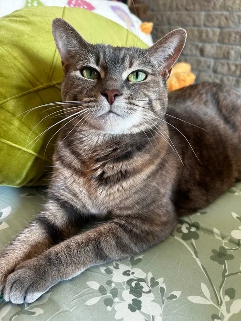 I have two cats. One is a gentleman. The other is a professional judge.