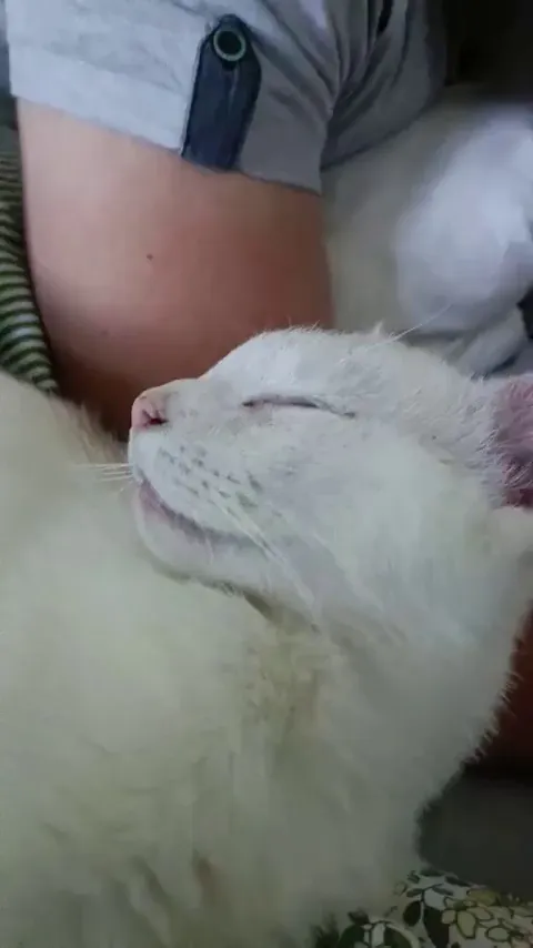 Is it normal for cats to snore?