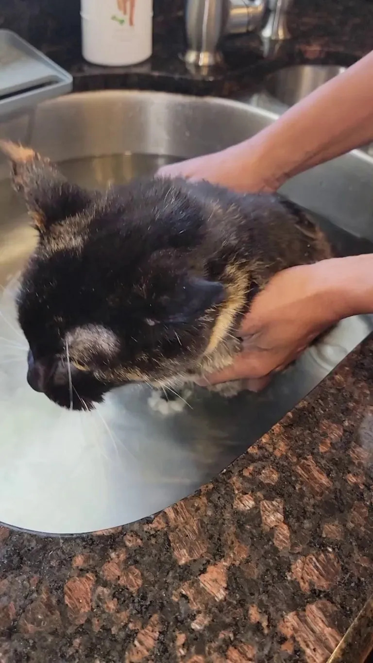Bath time for my senior (18) cat, Fuzzy, who no longer baths herself. She doesn't seem to mind.
