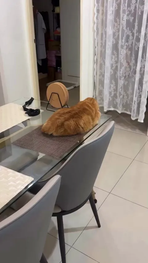 Ginger Chonkster having a nap on a glass table. The underview is just hilarious!