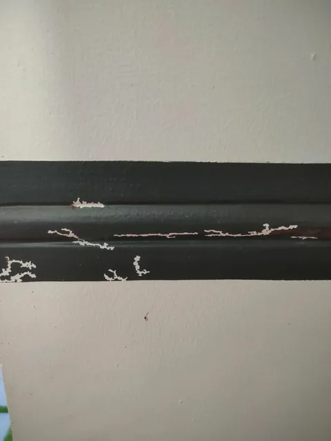 These ants are eating away the paint of my wall