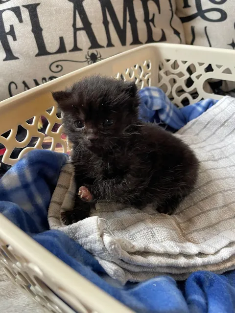 Mortimer The Frostbitten Kitten
