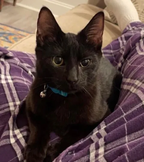 My wife and I got married a month ago. Today, we adopted our first cat. Say hello to Jerry