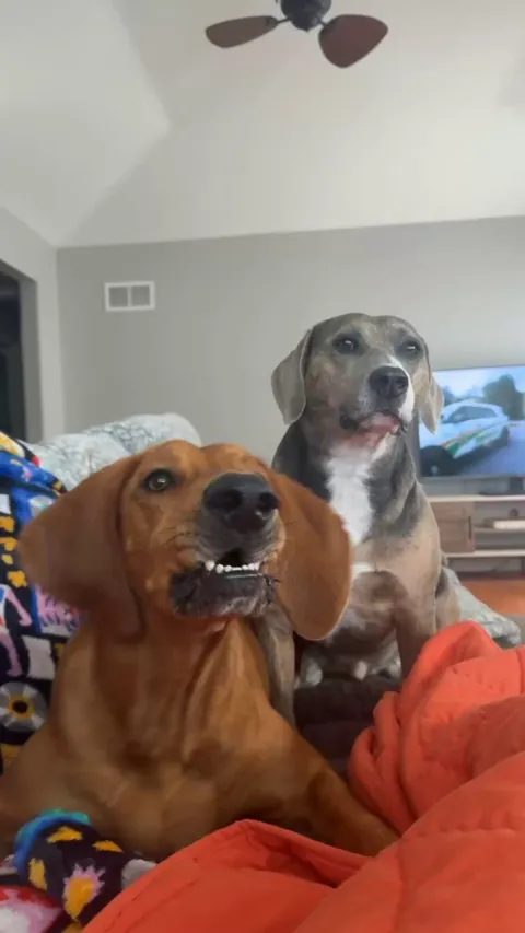 The joys of adopting a hound😆 Needs attention 25/8